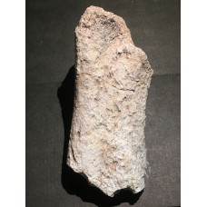 Kost dinosaura